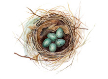 Hand Painted Watercolor Thrush's Nest With Eggs Isolated On White. Aquarelle Nature Illustration.