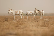 Wild Asses In The Desert Little Rann Of Kutch, Males Fight, Mating Time, Little Rann Of Kutch, Nature Habitat, Indian Gujarat, Indian Wildlife, Very Rare Species