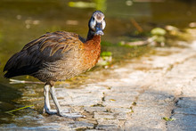 White-faced Whistling Duck On A Path