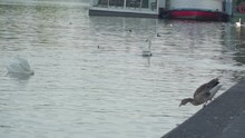 Geese And Goose Swimming And Jumping On The Water Of A River Near The Dike Or Dam In Ireland