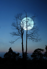 super full moon with branches of dead tree at twilight