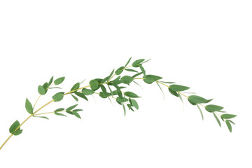 Sticker - Green eucalyptus branch on white background