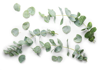 Wall Mural - Green eucalyptus branches on white background