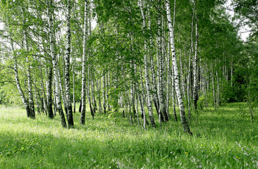  birch trees
