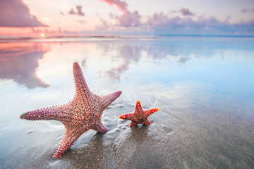 Poster - Two starfish on beach