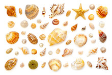 Composition Of Exotic Sea Shells And Starfish On A White Background. Top View
