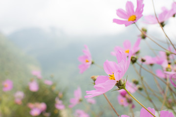 Wall Mural - Beautiful cosmos flower