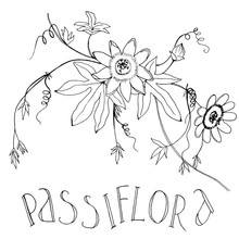 Vector Sketch Illustration Of Passiflora, Handwritten Text