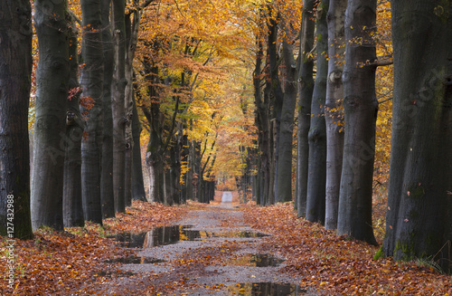 Foto-Schiebegardine mit Schienensystem - puddles on forest road between yellow leaves of beech trees in t (von ahavelaar)
