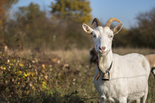 Autumn Goat