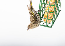 Pine Siskin Finch (Carduelis Pinus) - In Springtime, Upside Down On A Suet Feeder.   Aerobatic And Territorial Displays At A Feeder In A Northern Ontario Woods.