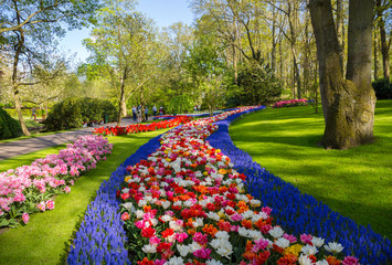 Flower bed of colourful tulips in spring. Colorful tulips in the Keukenhof garden, Holland Netherlands. Fresh blooming tulips in the spring garden. Tulip Flower Field.