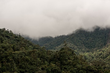  Mindo in the tropical rainforest of Ecuador