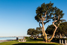 Coral Trees And Picnic Tables At Chula Vista Bayfront Park In San Diego, California.  