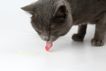 gray cat with tongue hanging out drinking milk on white backgrou