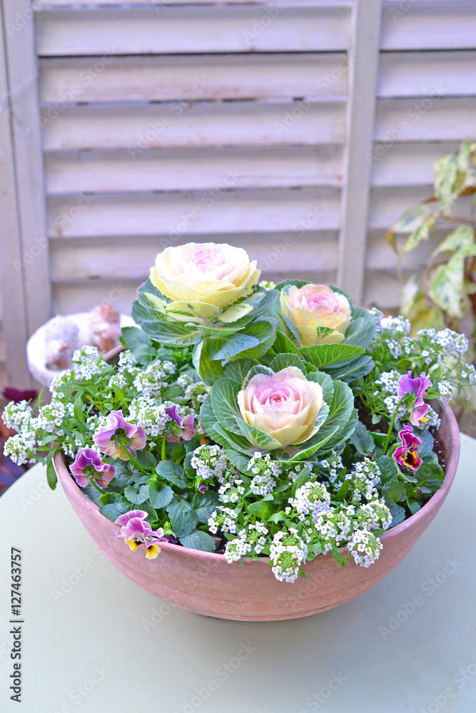 パンジーとハボタンの寄せ植えリース♪ 癒しand運気アップに♪ 葉牡丹 花