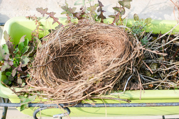 bird nest empty