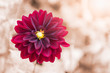 hybrid red Dahlia flower, selective focus