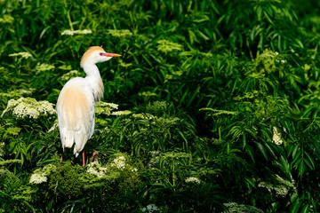 Wall Mural - cattle egret
