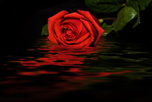 Red Rose Black Background Water Reflection