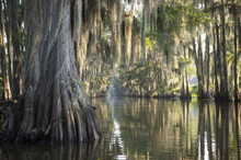 Swamp Bayou Scene Of The American South Featuring Bald Cypress Trees And Spanish Moss In Caddo Lake, Texas, USA