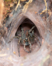 Tarantula At The Entrance To Its Burrow