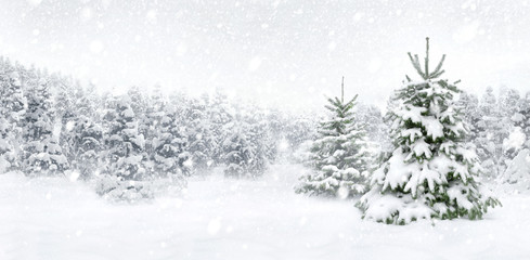Wall Mural - Tannenbäume bei Schnee am Waldrand, helle Szene im Panorama Format für Weihnachten und Winter