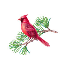 Red Cardinal Bird, Christmas Holiday Design, Clip Art, Watercolor Illustration Isolated On White Background