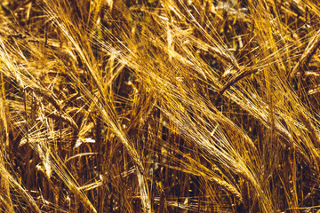 Golden Wheat Field