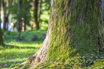 Stump with moss  in the autumn forest. Old tree stump covered wi