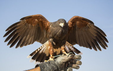 harrier hawk on a hand of its trainer near dubai