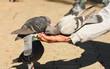 Pigeon standing on a man's hand, The man feeding two pigeons. 