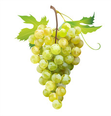 Wall Mural - Ripe grape isolated on white. Vector illustration. 