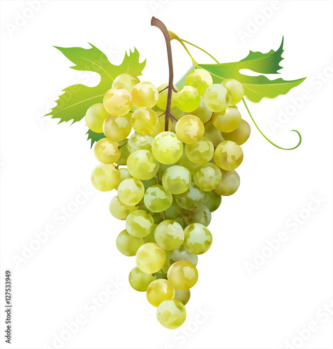 Fotografia, Obraz Ripe grape isolated on white. Vector illustration.