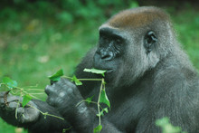 Silverback Gorilla Eating Green Leaves