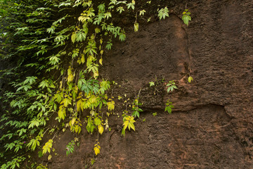 Wall Mural - Green Moss On the old wall