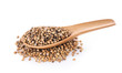 coriander seeds in wood spoon on white background