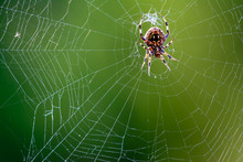 Western Spotted Orb Weaver Spider - (Neoscona Oaxacensis)