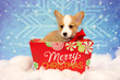 Christmas Corgi puppy 