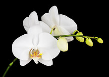 Three Day Old White Orchid On Black Background. Closeup.