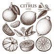 Vintage Ink hand drawn collection of citrus fruits sketch. Vector illustration of highly detailed citrus fruits on white background