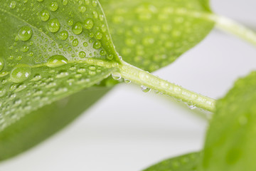 Waterdrops on a green leaf.