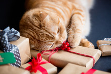 Ginger Cat And Christmas Gifts