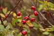 Kuşburnu(Rosa canina)Meyvesi