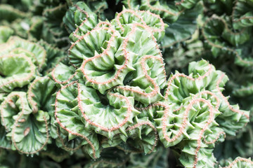 wave of Cactus