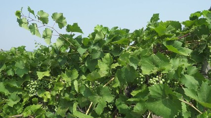 Wall Mural - Bunch of grapes on a vine in the sunshine, 4k
