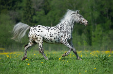 Appaloosa Horse Runs Gallop On The Meadow In Summer Time