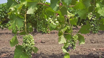 Wall Mural - Bunch of grapes on a vine in the sunshine, 4k
