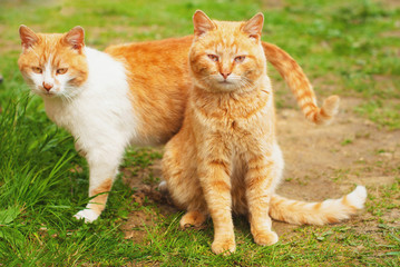 Beautiful Red Cat in the Green Grass in Summer - Pets Care Concept