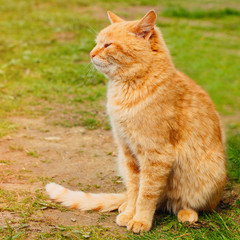 Wall Mural - Beautiful Red Cat in the Green Grass in Summer - Pets Care Concept
